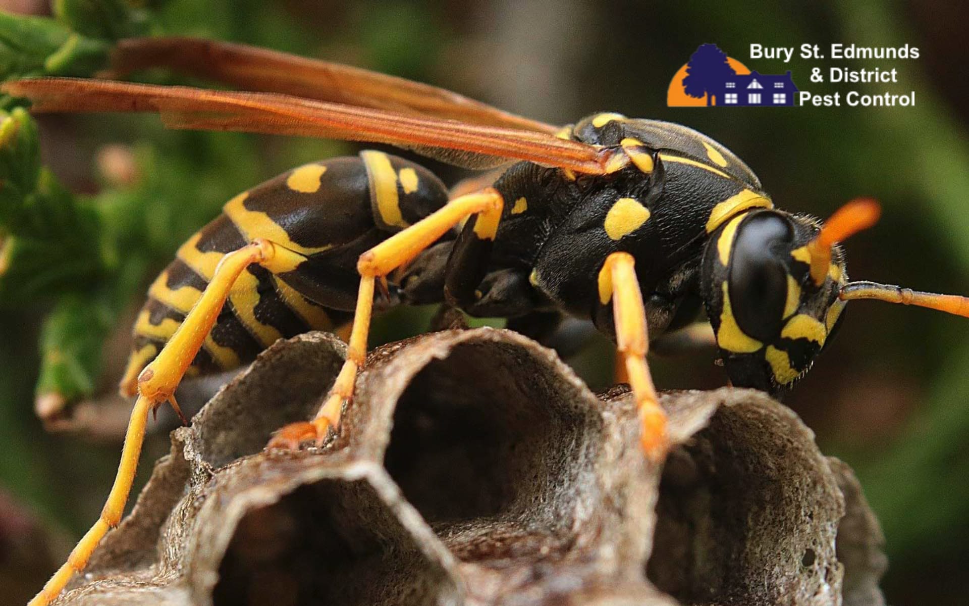 Local Pest Control Business Website Design