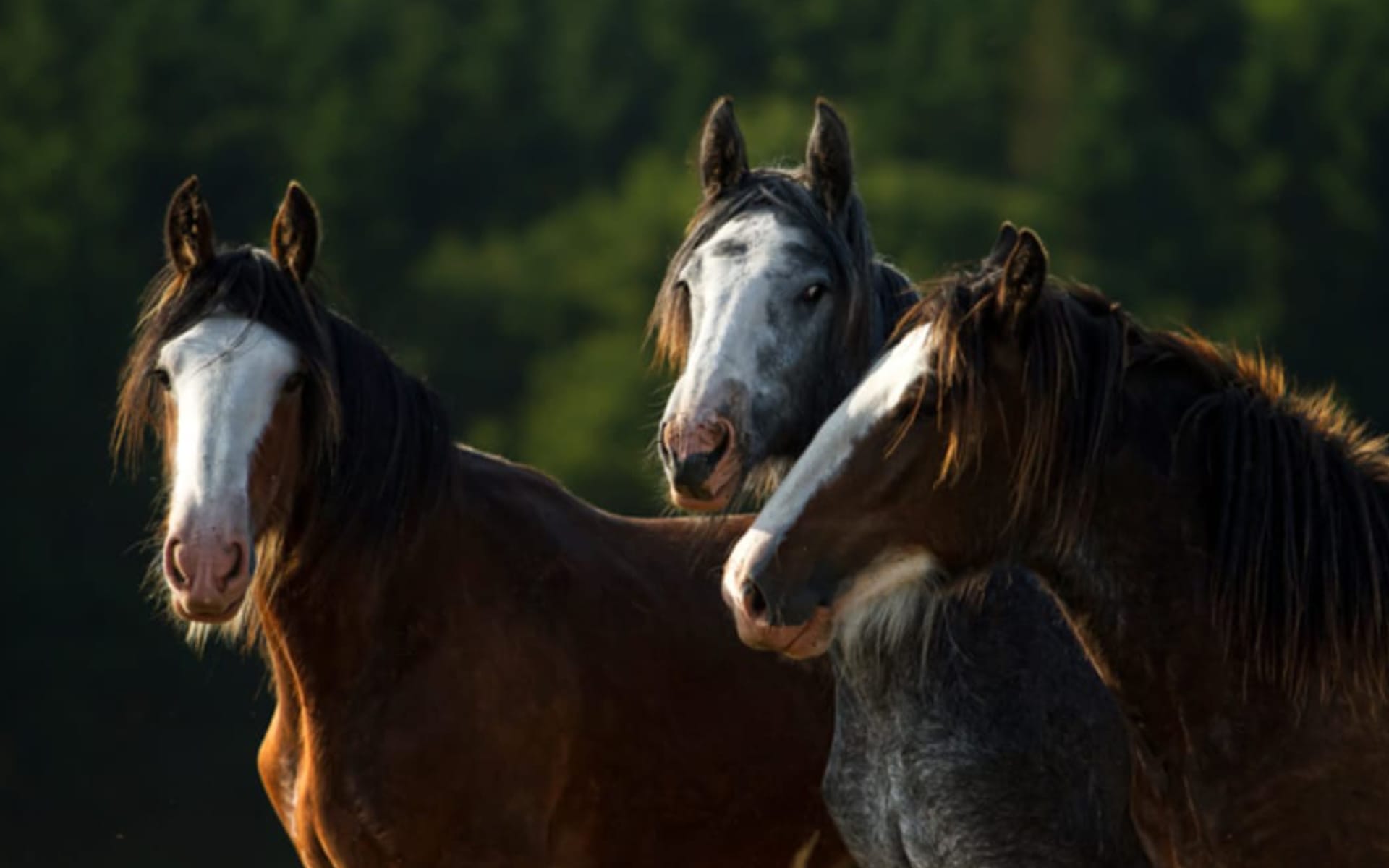 Horses for Sale Website Design