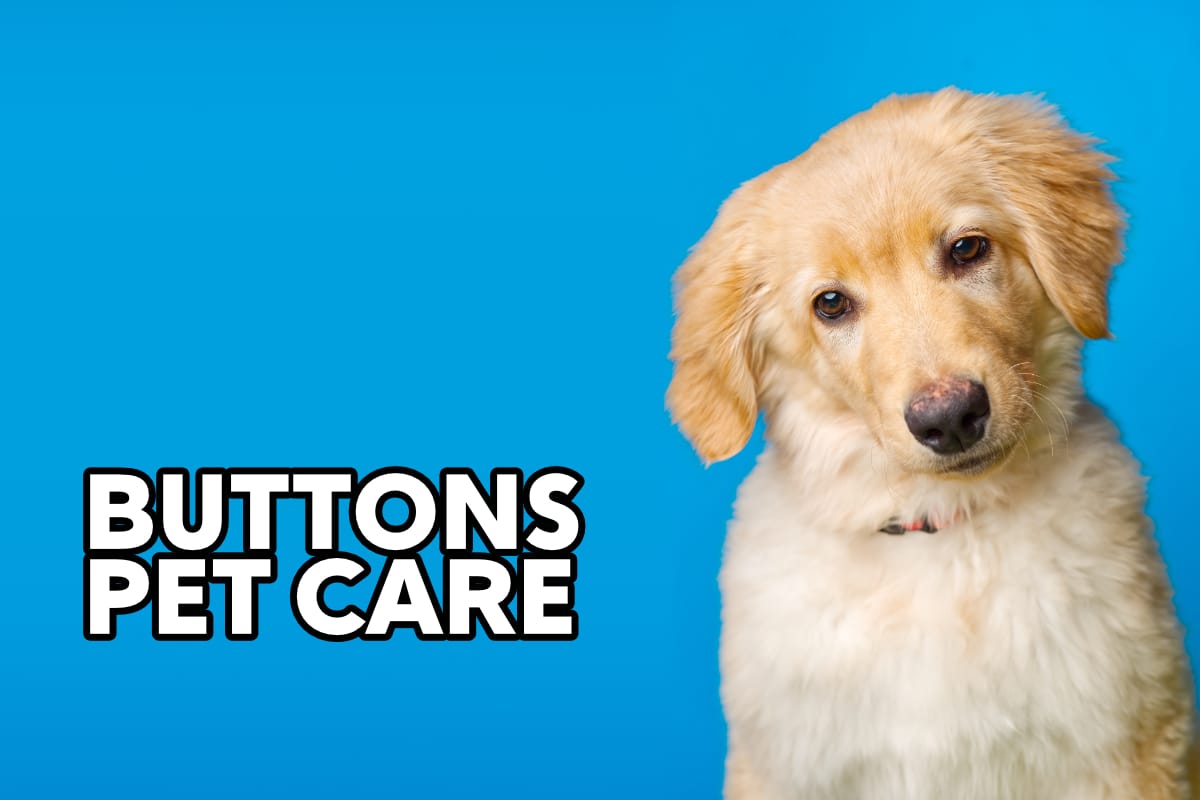Pet Care Website Design