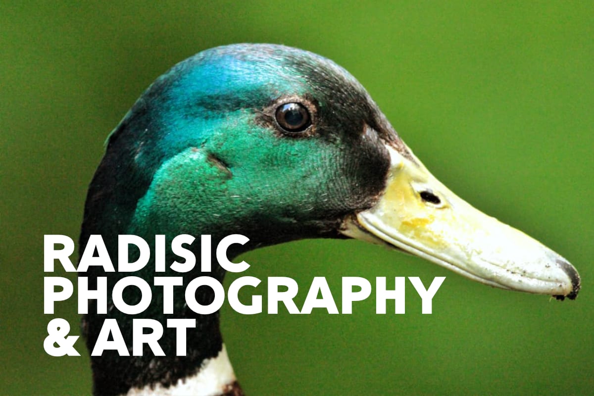 Art and Photography Website Design