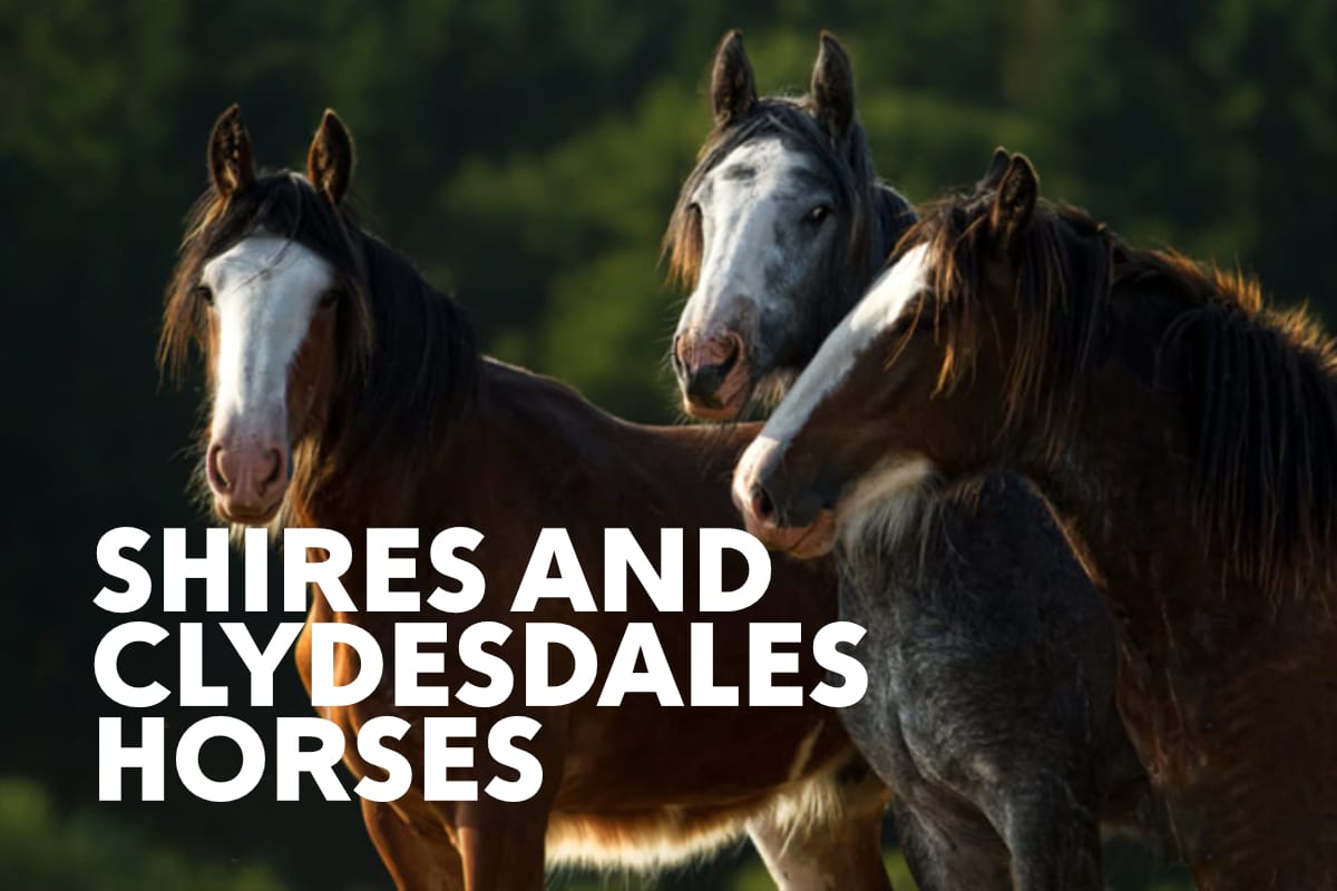 Horses for Sale Website Design